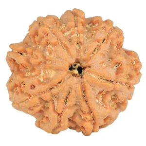 8 Mukhi Rudraksha 28.8mm 7.45gm - Rudraksha