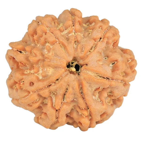 8 Mukhi Rudraksha 28.8mm 7.45gm - Rudraksha