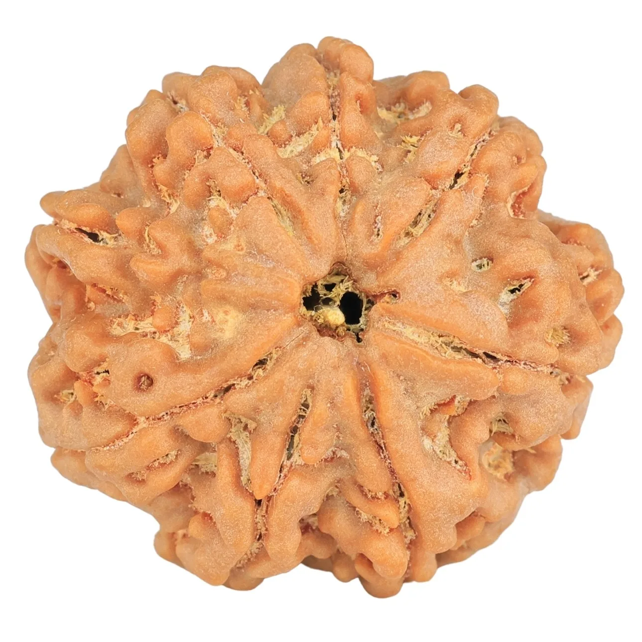 8 Mukhi Rudraksha 28.8mm 7.45gm - Rudraksha