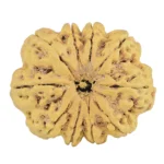 10 Mukhi Rudraksha 32.1mm 5.69gm - Rudraksha
