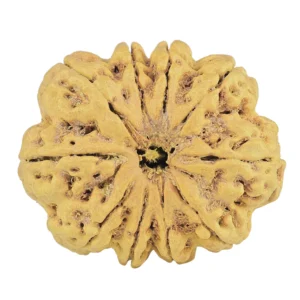 10 Mukhi Rudraksha 32.1mm 5.69gm - Rudraksha