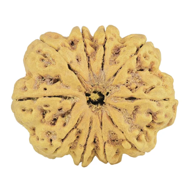 10 Mukhi Rudraksha 32.1mm 5.69gm - Rudraksha