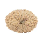 17 Mukhi Rudraksha 18.4mm 1.35gm - Rudraksha