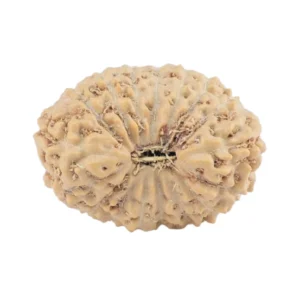 17 Mukhi Rudraksha 18.4mm 1.35gm - Rudraksha