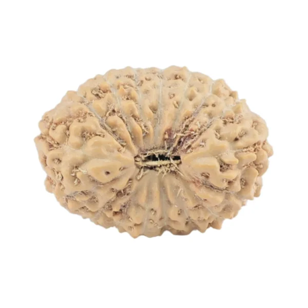 17 Mukhi Rudraksha 18.4mm 1.35gm - Rudraksha