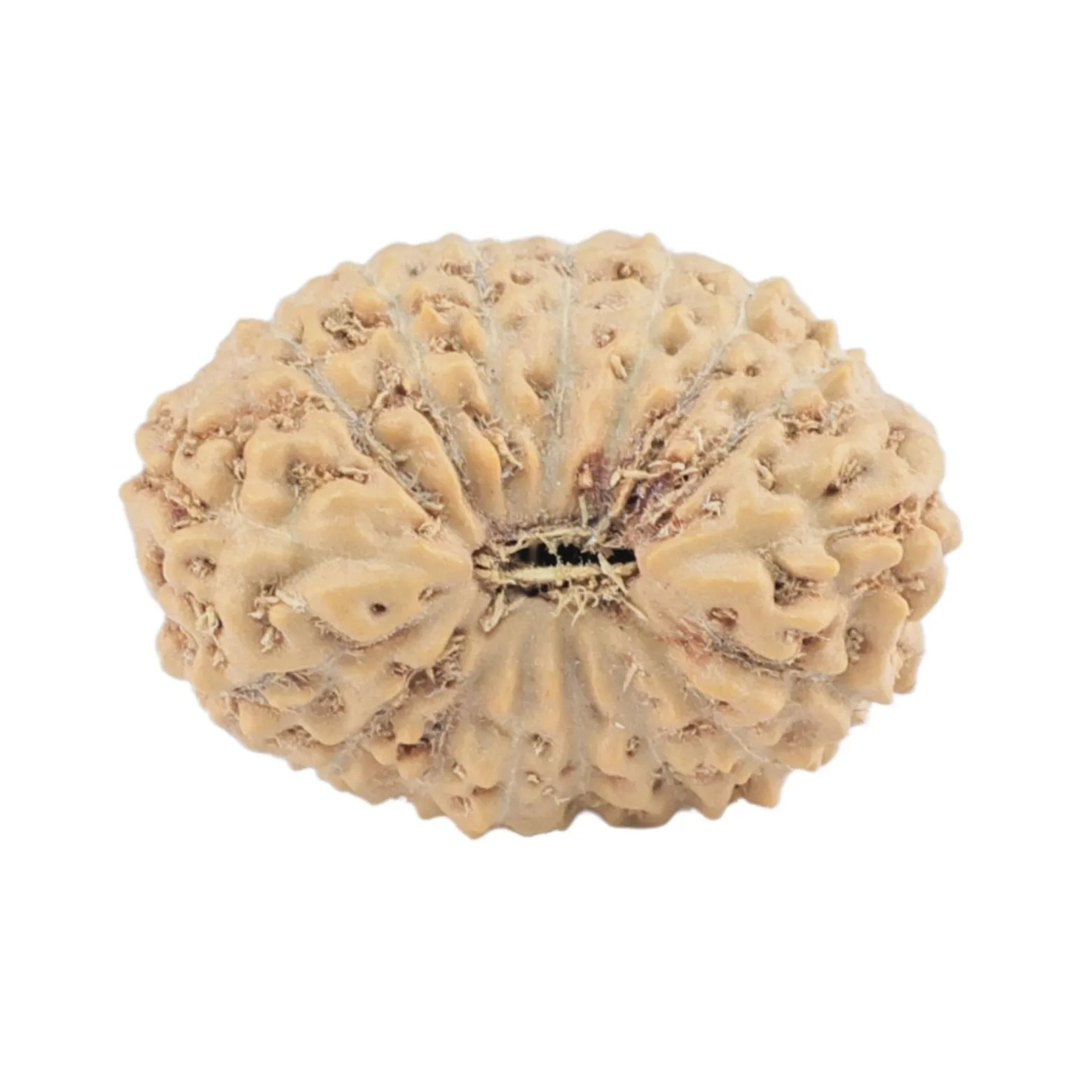 17 Mukhi Rudraksha 18.4mm 1.35gm - Rudraksha