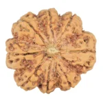 8 Mukhi Rudraksha 29.7mm 7.77gm - Rudraksha