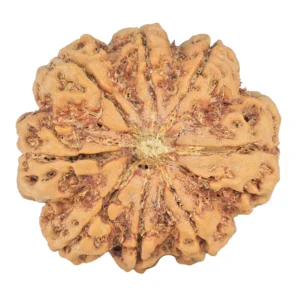 8 Mukhi Rudraksha 29.7mm 7.77gm - Rudraksha