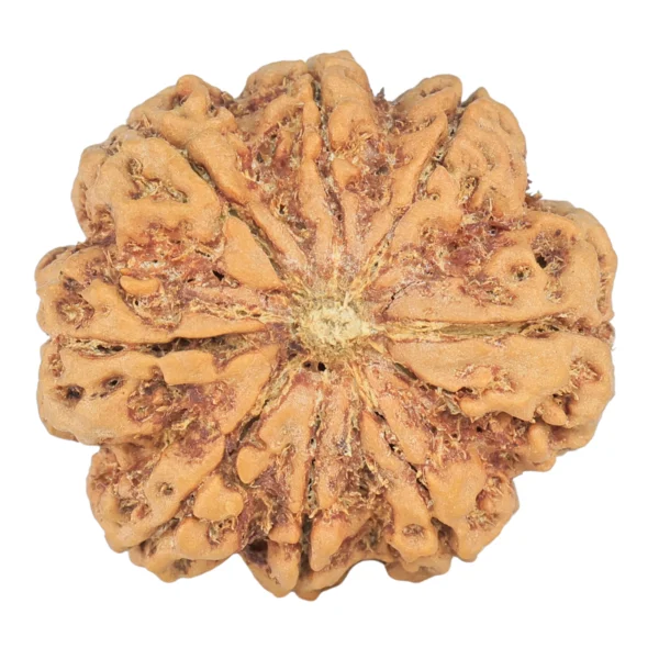 8 Mukhi Rudraksha 29.7mm 7.77gm - Rudraksha