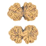 12 MK Gaurishankar 39.7mm 8.1gm - Rudraksha