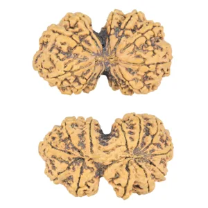 12 MK Gaurishankar 39.7mm 8.1gm - Rudraksha
