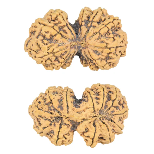 12 MK Gaurishankar 39.7mm 8.1gm - Rudraksha