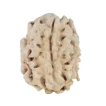1 Mukhi Rudraksha 19.2mm 1.86gm - Rudraksha