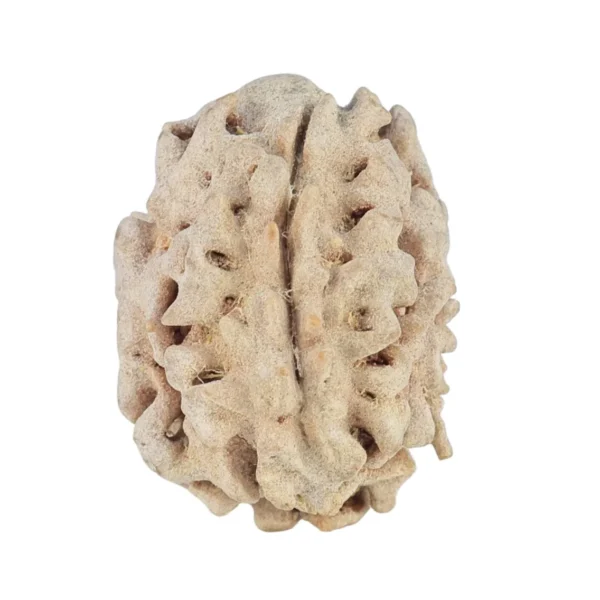 1 Mukhi Rudraksha 19.2mm 1.86gm - Rudraksha