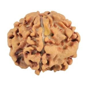1MK(Underdeveloped) 21.6mm 3.22gm - Rudraksha