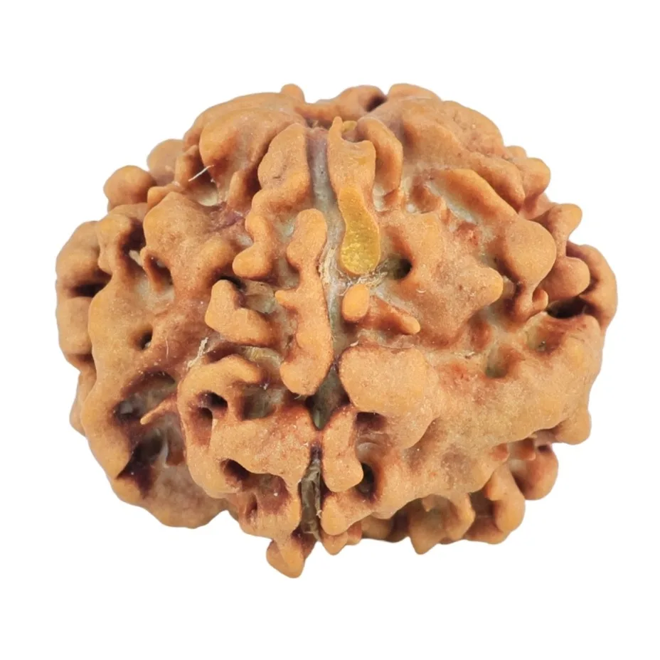 1MK(Underdeveloped) 21.6mm 3.22gm - Rudraksha