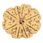 8 Mukhi Rudraksha 31.7mm 6.75gm - Rudraksha