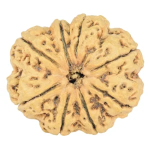 8 Mukhi Rudraksha 31.7mm 6.75gm - Rudraksha