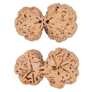 9 MK Gaurishankar 41.4mm 11.66gm - Rudraksha