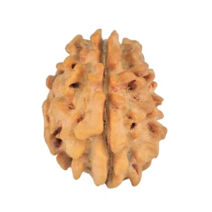 1 Mukhi Rudraksha 21.4mm 2.42gm - Rudraksha