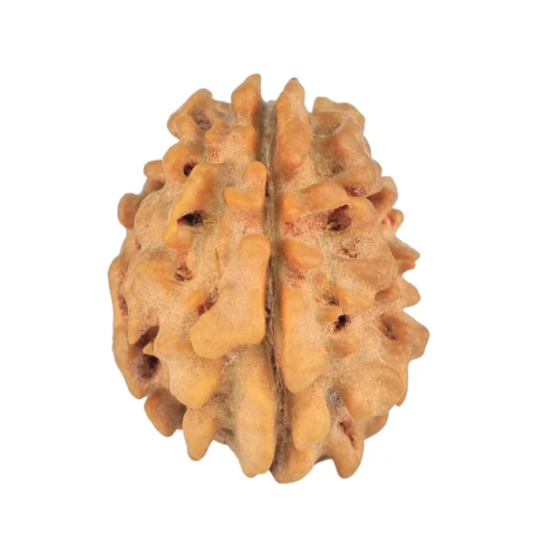 1 Mukhi Rudraksha 21.4mm 2.42gm - Rudraksha