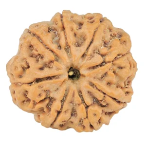 8 Mukhi Rudraksha 26mm 5.72gm - Rudraksha