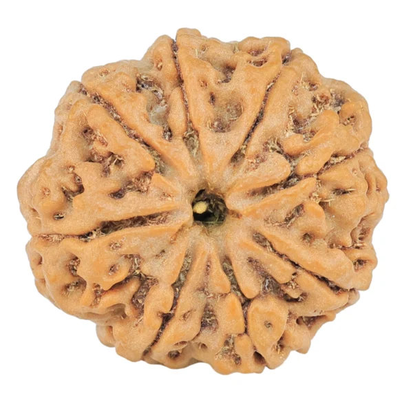 8 Mukhi Rudraksha 26mm 5.72gm - Rudraksha