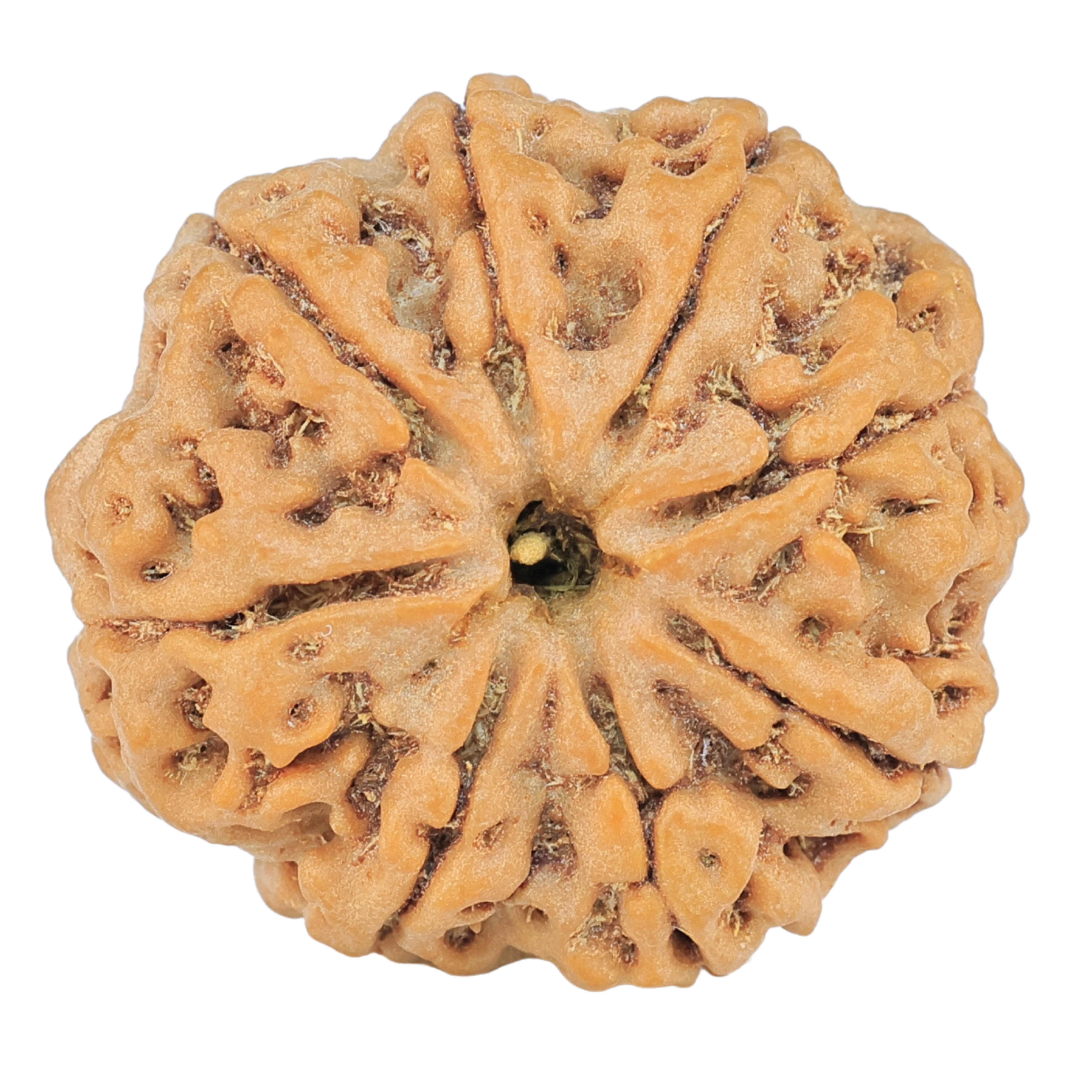 8 Mukhi Rudraksha 26mm 5.72gm - Rudraksha