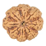 8 Mukhi Rudraksha 34mm 8.72gm - Rudraksha