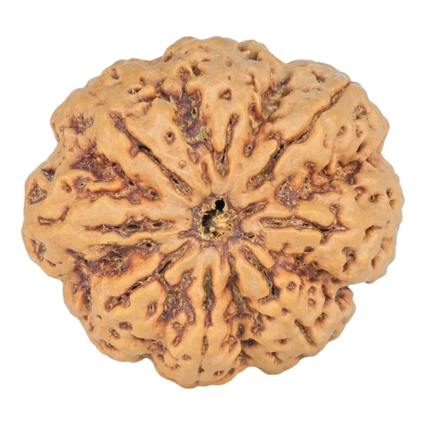 8 Mukhi Rudraksha 34mm 8.72gm - Rudraksha