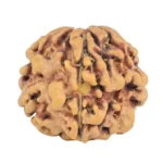 1MK(Underdeveloped) 18.1mm 2gm - Rudraksha