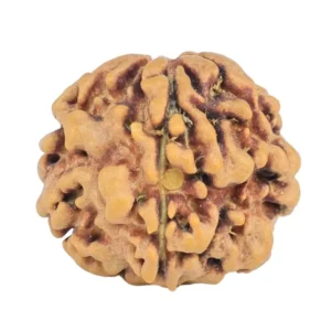 1MK(Underdeveloped) 18.1mm 2gm - Rudraksha