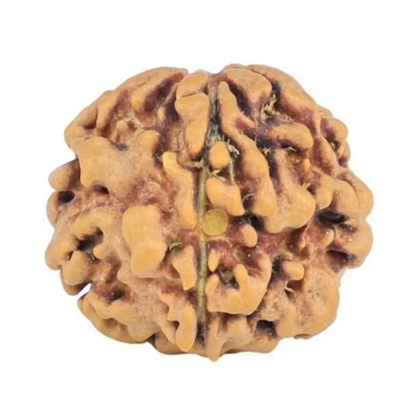 1MK(Underdeveloped) 18.1mm 2gm - Rudraksha