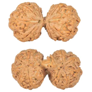 11 MK Gaurishankar 38mm 7.58gm - Rudraksha