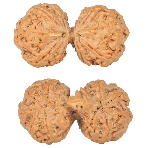 11 MK Gaurishankar 38mm 7.58gm - Rudraksha