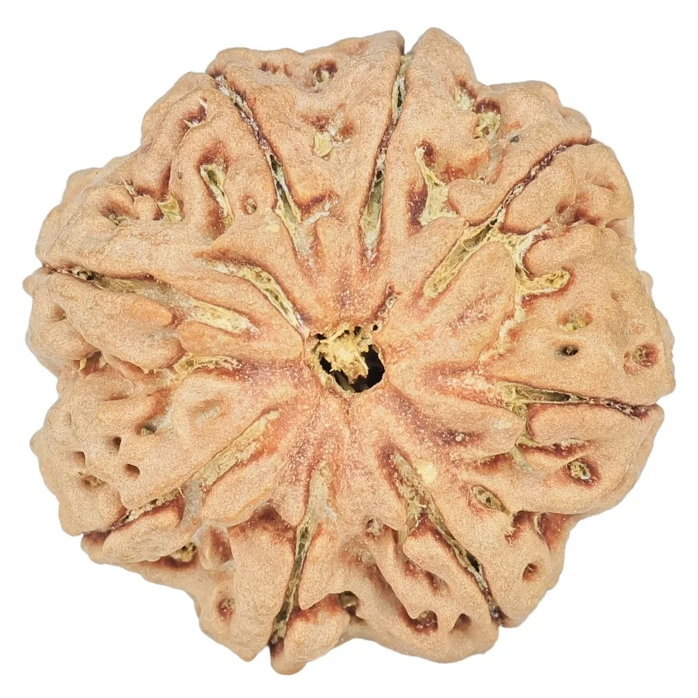 8 Mukhi Rudraksha 27.2mm 7gm - Rudraksha