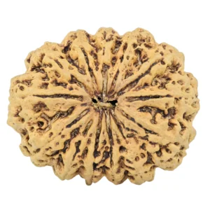 13 Mukhi Rudraksha 34.1mm 6.83gm - Rudraksha