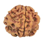 1MK(Underdeveloped) 22.3mm 3.67gm - Rudraksha