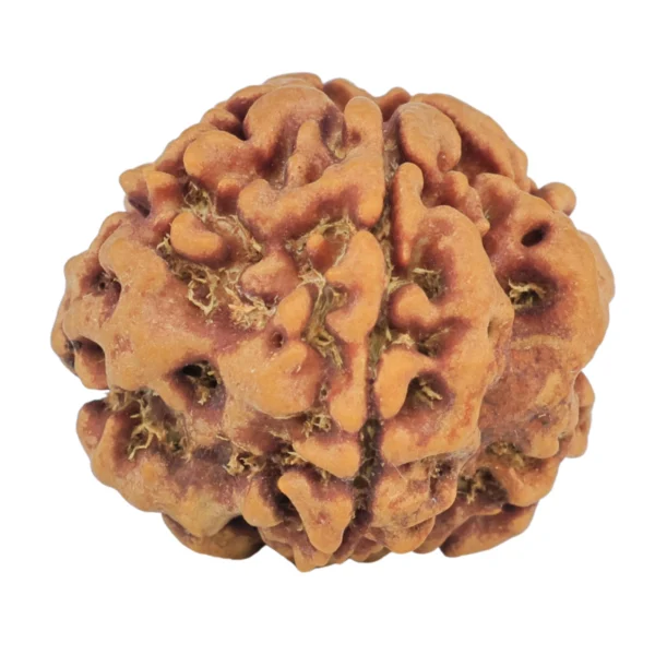 1MK(Underdeveloped) 22.3mm 3.67gm - Rudraksha