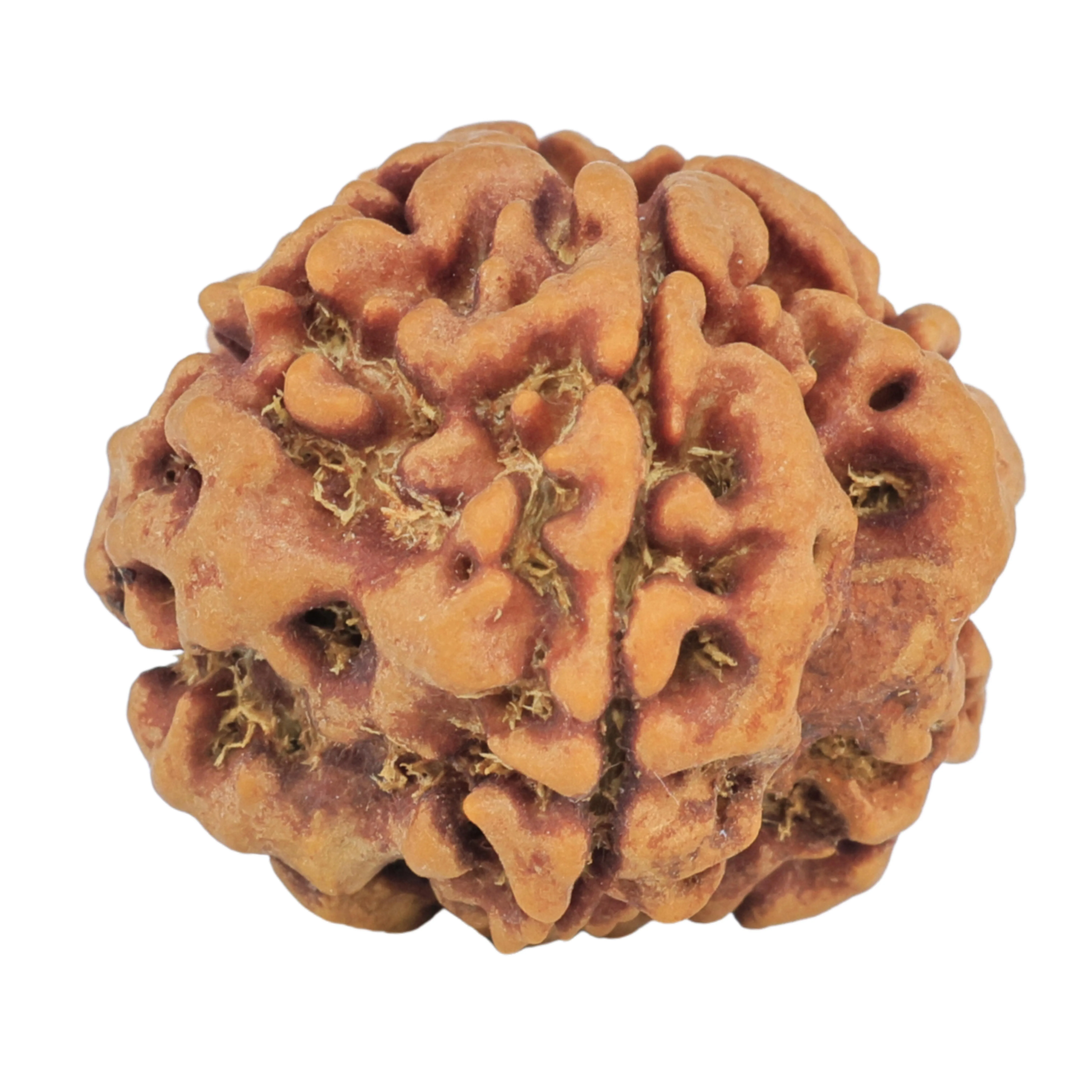1MK(Underdeveloped) 22.3mm 3.67gm - Rudraksha