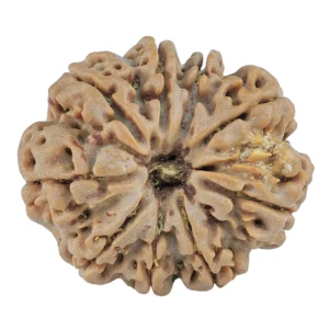 9 Mukhi Rudraksha 28mm 6gm - Origin: Nepal - Rudraksha