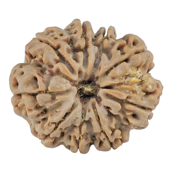 9 Mukhi Rudraksha 28mm 6gm - Origin: Nepal - Rudraksha