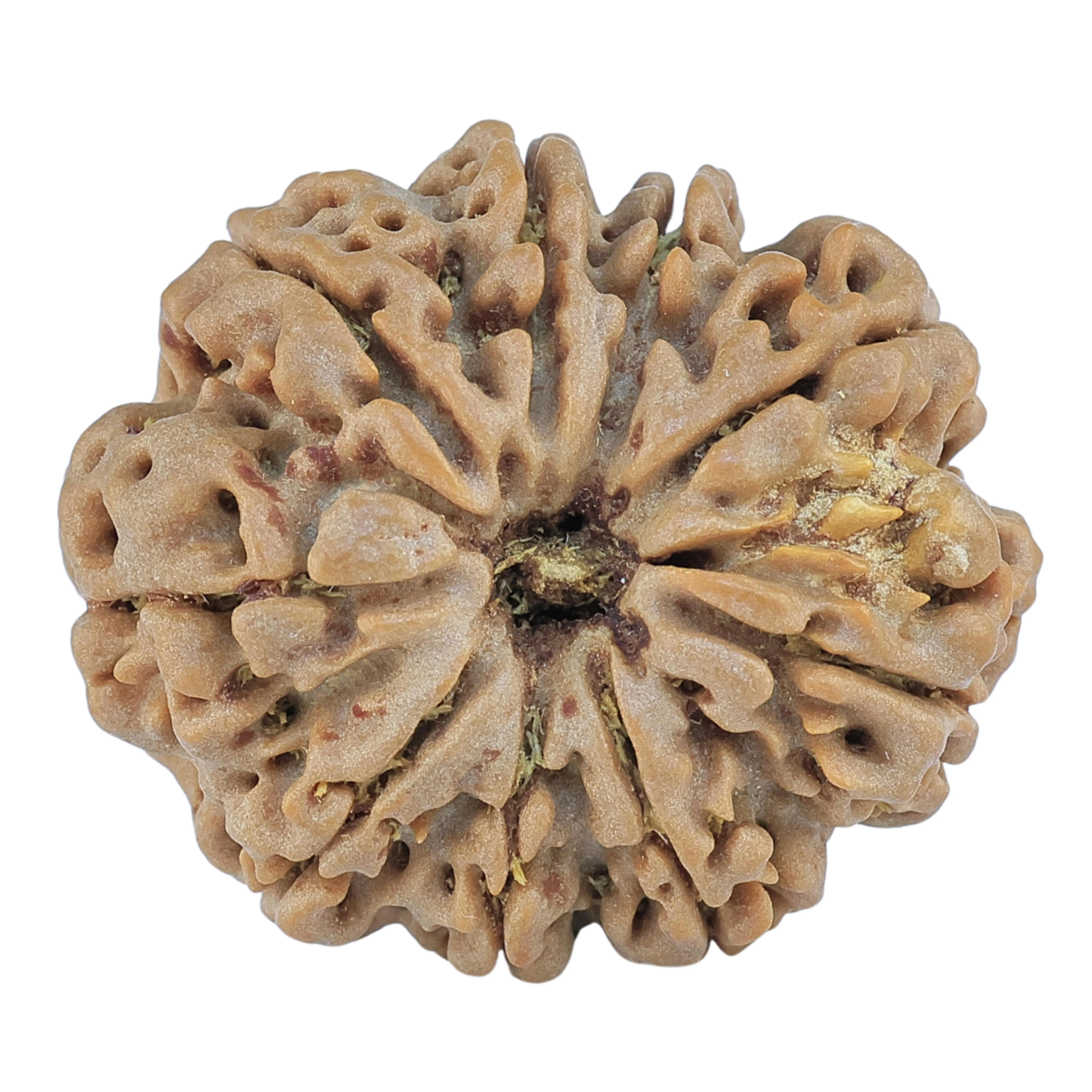 9 Mukhi Rudraksha 28mm 6gm - Origin: Nepal - Rudraksha