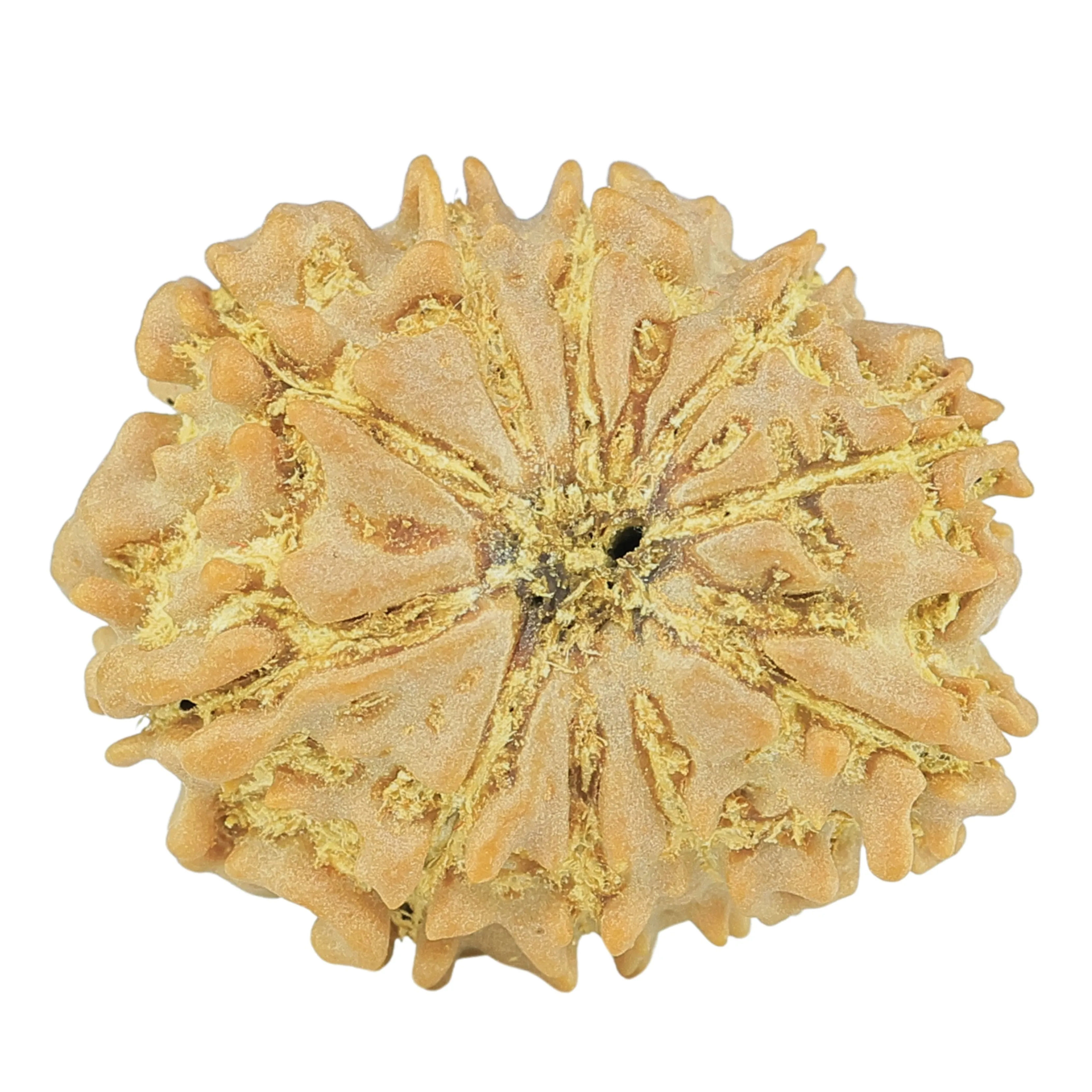 10 Mukhi Rudraksha 23.8mm 3.39gm - Rudraksha