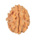 1 Mukhi Rudraksha 20.2mm 2.22gm - Rudraksha