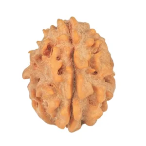 1 Mukhi Rudraksha 20.2mm 2.22gm - Rudraksha