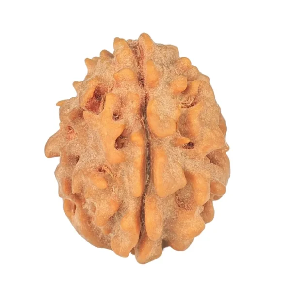 1 Mukhi Rudraksha 20.2mm 2.22gm - Rudraksha