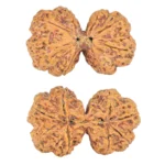 8 MK Gaurishankar 41.1mm 10.62gm - Rudraksha