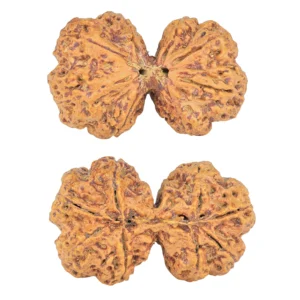 8 MK Gaurishankar 41.1mm 10.62gm - Rudraksha