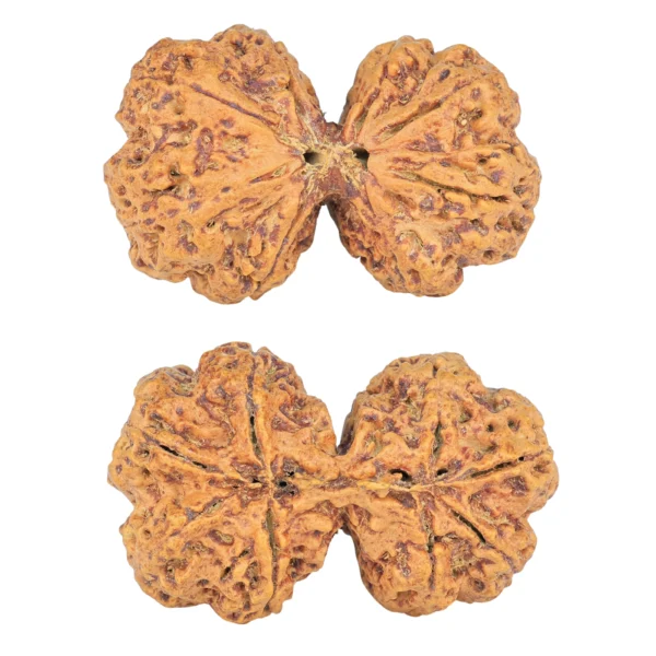 8 MK Gaurishankar 41.1mm 10.62gm - Rudraksha